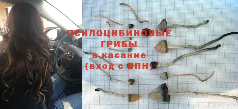 Галлюциногенные грибы Psilocybe  Зерноград 