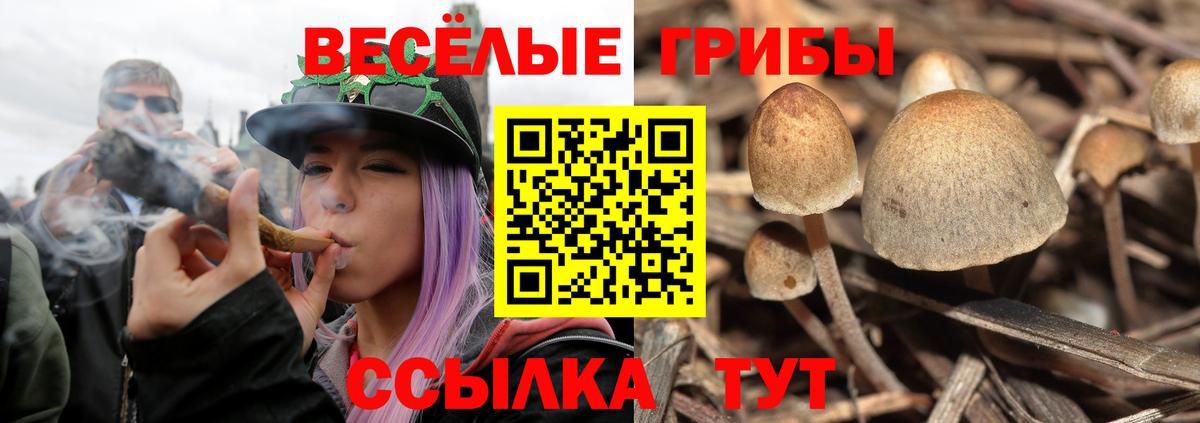 Галлюциногенные грибы Psilocybe Зерноград